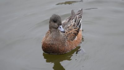 American wigeon