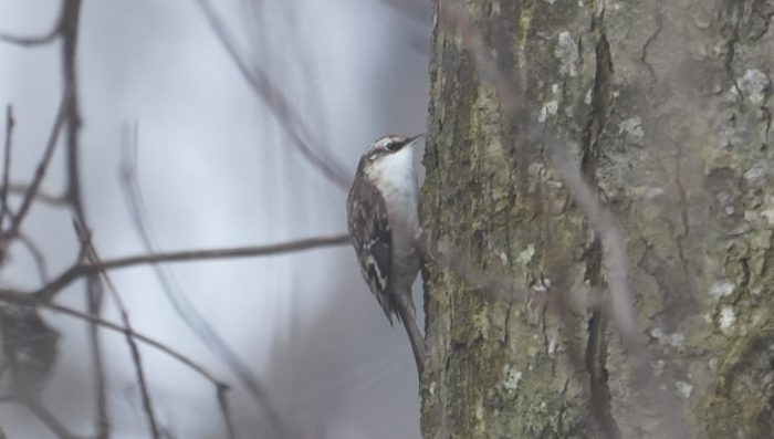 Brown Creeper