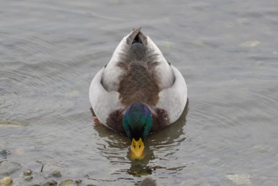 Drinking mallard