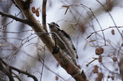 Downy Woodpecker