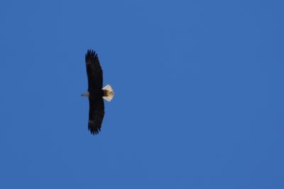 Bald Eagle soaring