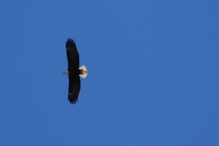 Bald Eagle soaring