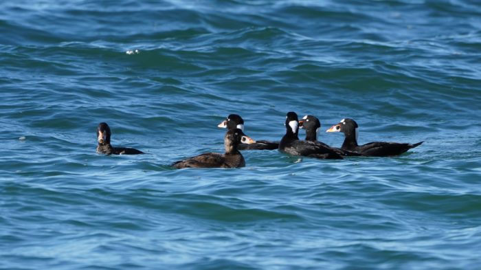 Surf Scoters