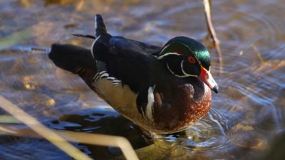 Wood duck