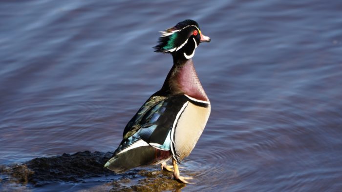 Wood duck calling