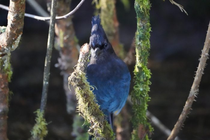 Steller's Jay