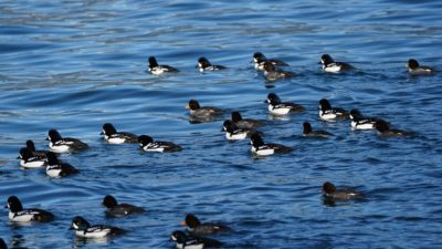 Barrow's Goldeneyes