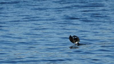 Cormorant