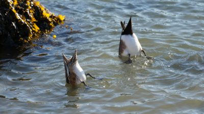 Wigeon butts