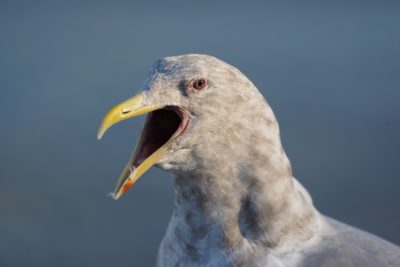 Screaming seagull