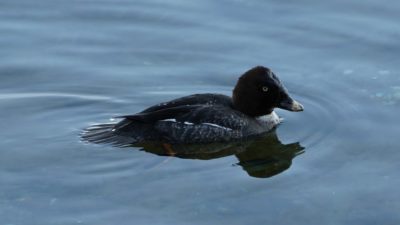 Common Goldeneye