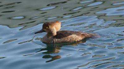 Hooded Merganser