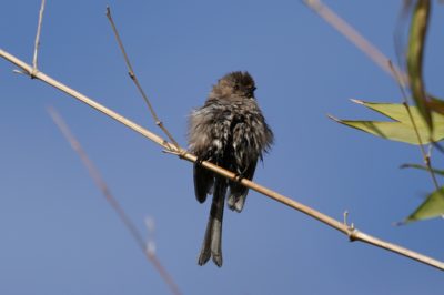 Wet bushtit