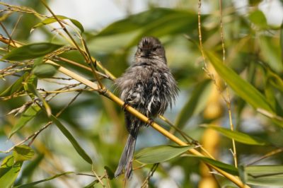 Wet bushtit