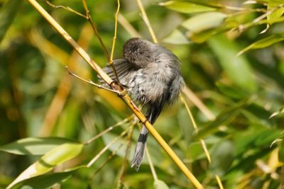 Bushtit grooming