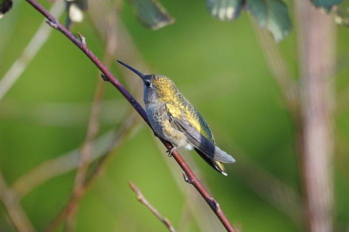 Anna's hummingbird