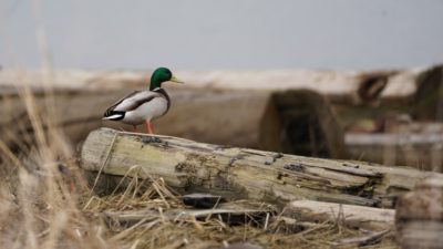 A mallard on a log