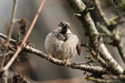 House sparrow