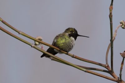 Anna's hummingbird