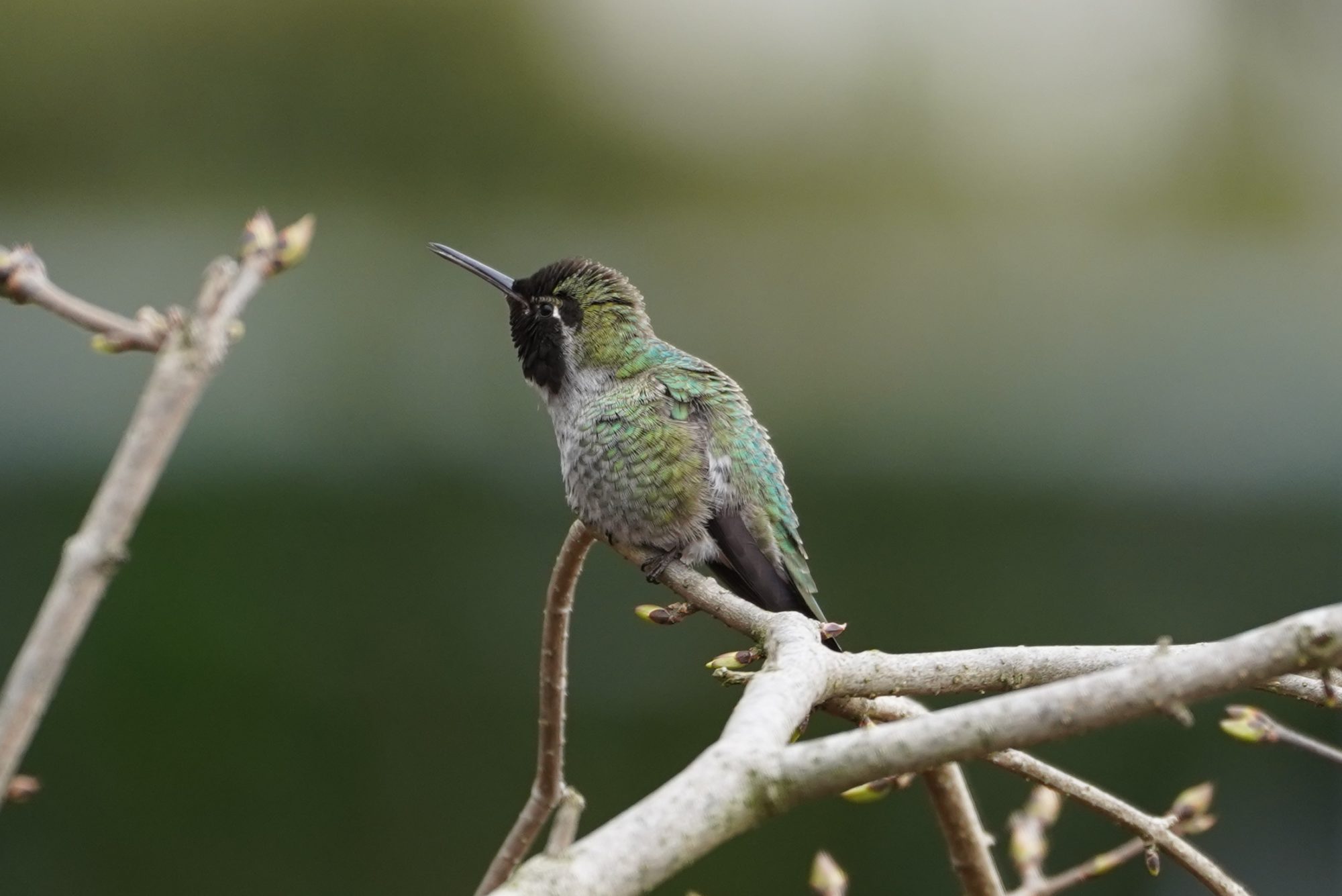 Anna's hummingbird