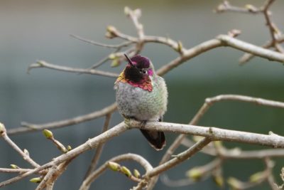 Anna's hummingbird