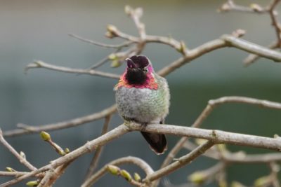 Anna's hummingbird