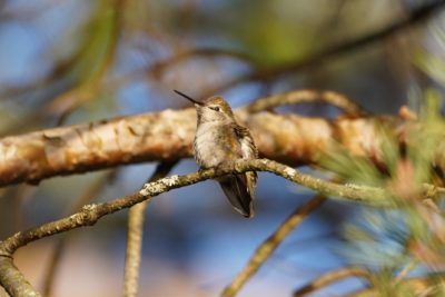 Anna's hummingbird