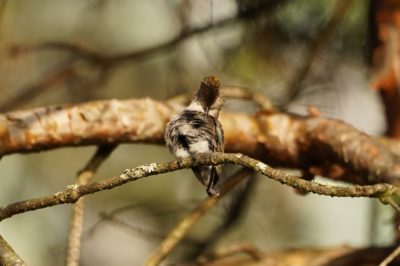 Anna's hummingbird