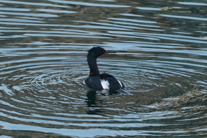 Pelagic cormorant