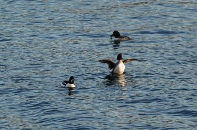 Barrow's goldeneyes