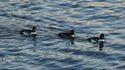 Barrow's goldeneyes