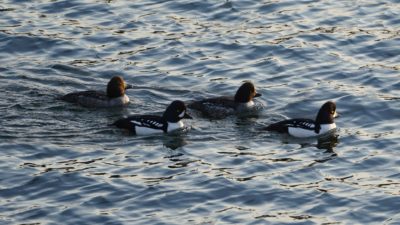 Barrow's Goldeneyes