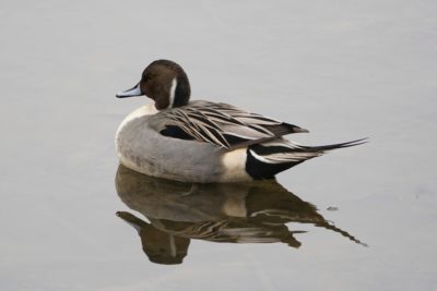 Northern Pintail