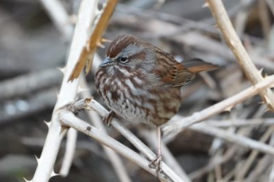 Song Sparrow