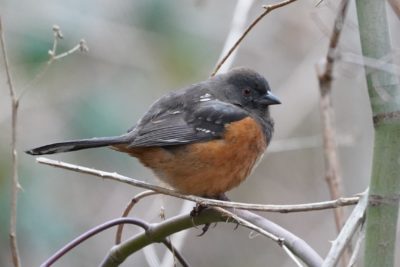 Spotted Towhee