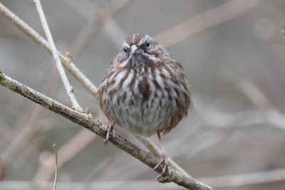 Song Sparrow