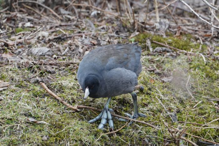 American Coot