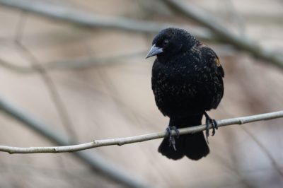 Red-winged Blackbird