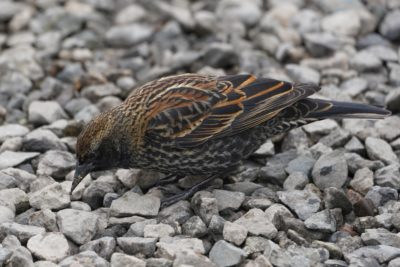 Female Red-winged Blackbird