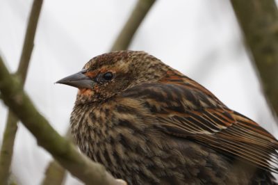 Female Red-winged Blackbird