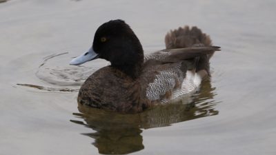 Lesser Scaup