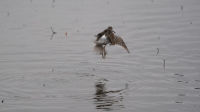 Dowitcher landing