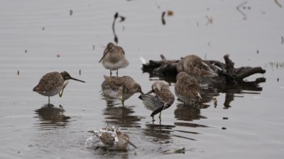 Long-billed Dowitchers