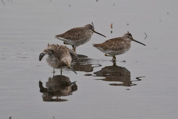 Long-billed Dowitchers