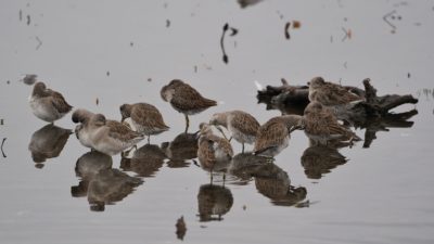 Long-billed Dowitchers