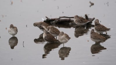 Long-billed Dowitchers