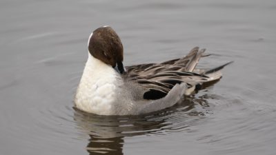 Northern Pintail