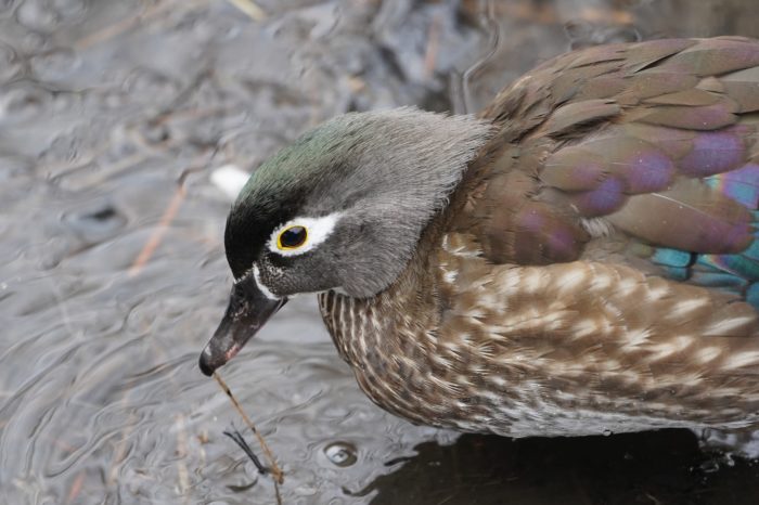 Wood Duck female