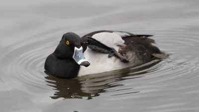 Ring-necked Duck