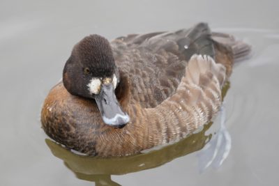 Lesser Scaup female